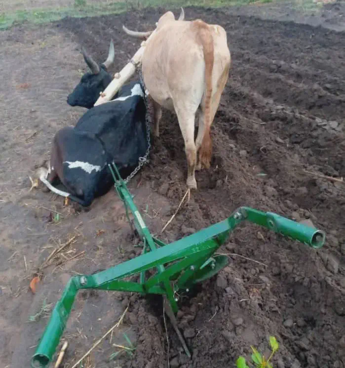 Image of the current plough and draught cattle